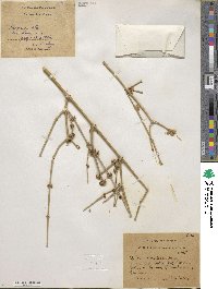 Ephedra strobilacea image