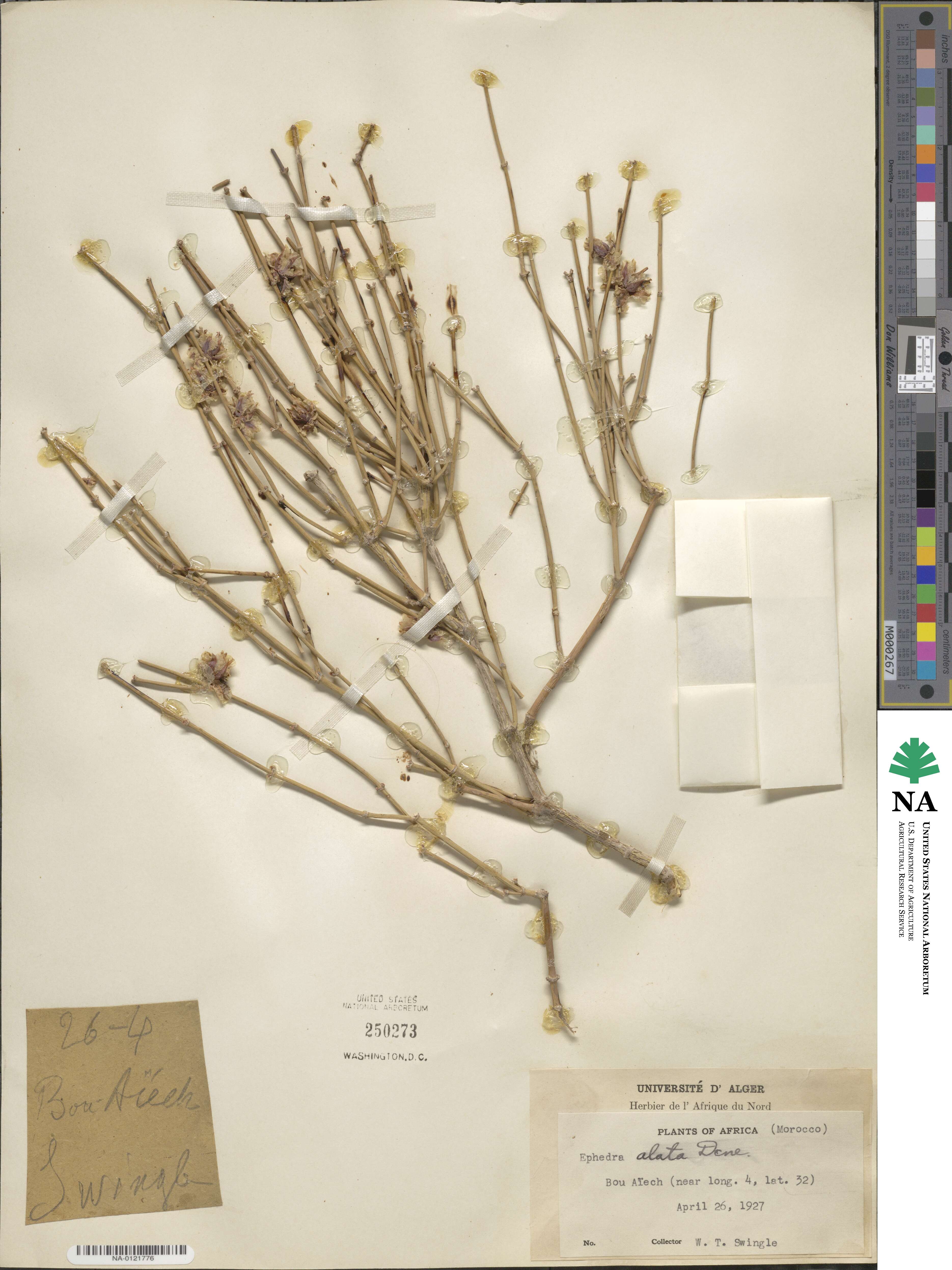 Ephedra alata image
