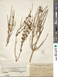 Ephedra alata image