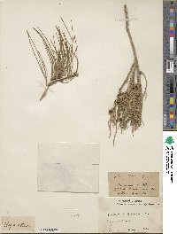 Ephedra foeminea image