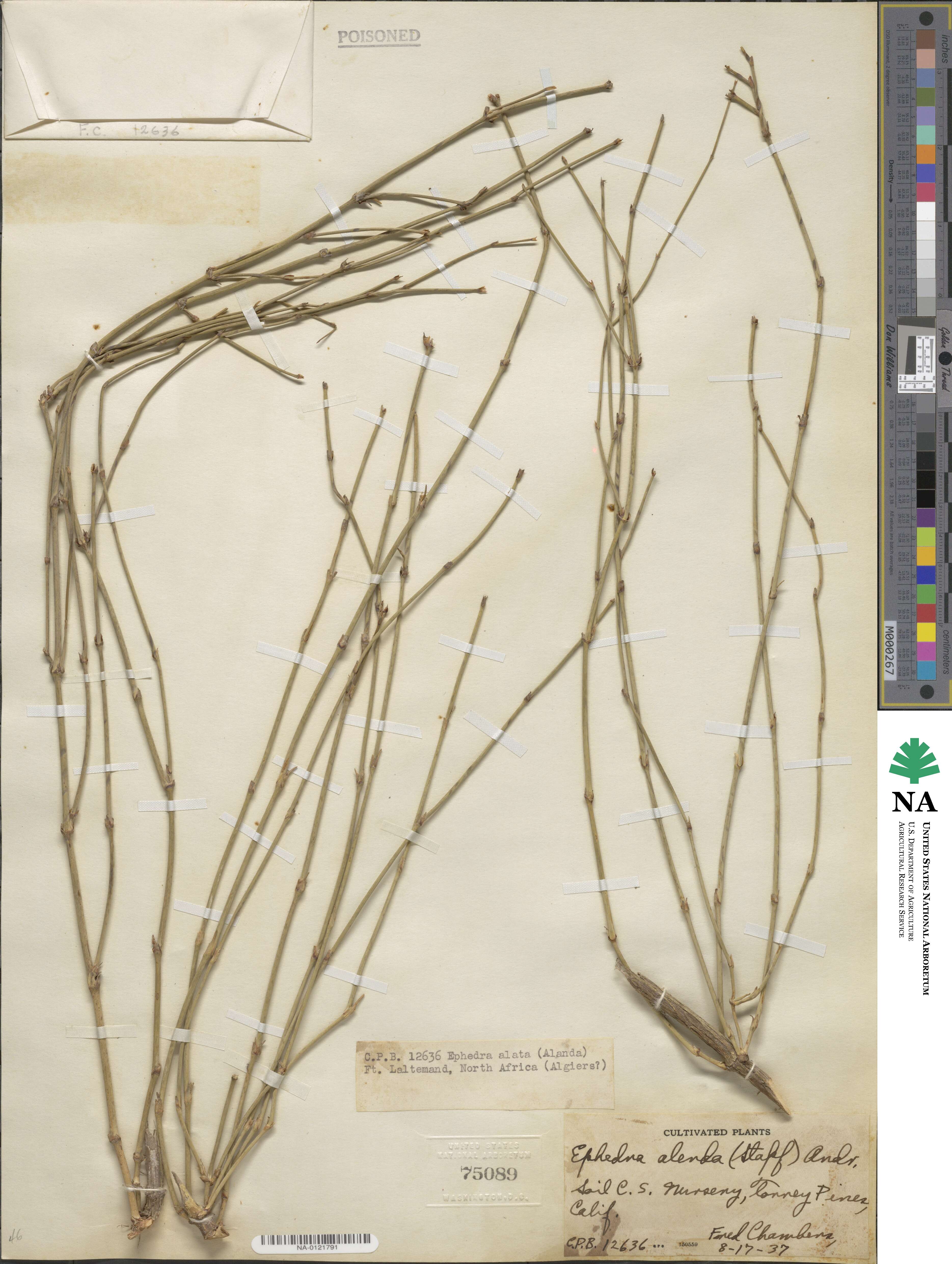 Ephedra alata image