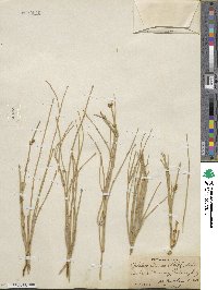 Ephedra alata image