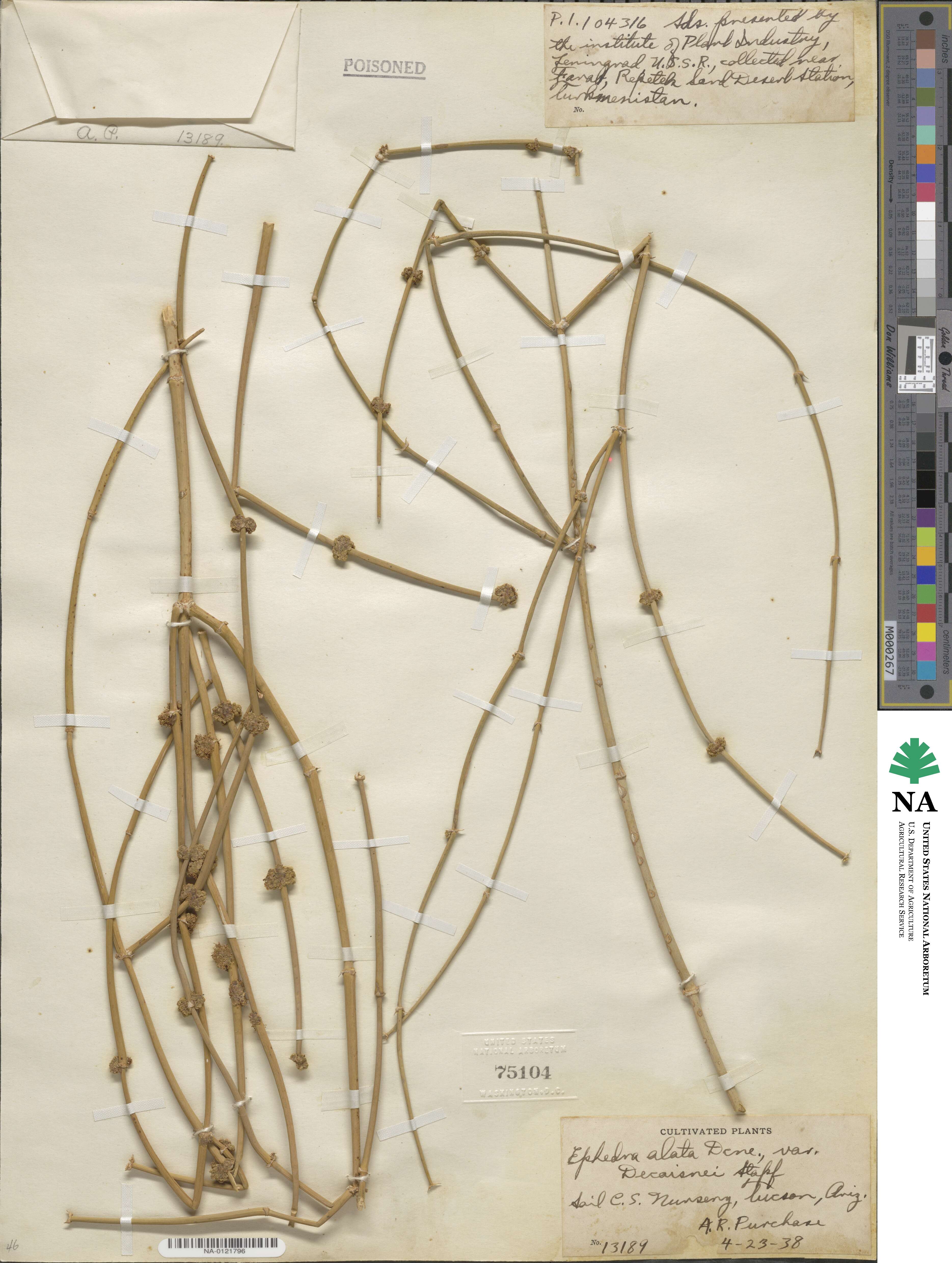 Ephedra alata image