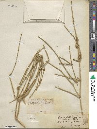 Ephedra alata image