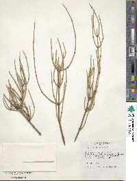 Ephedra altissima image