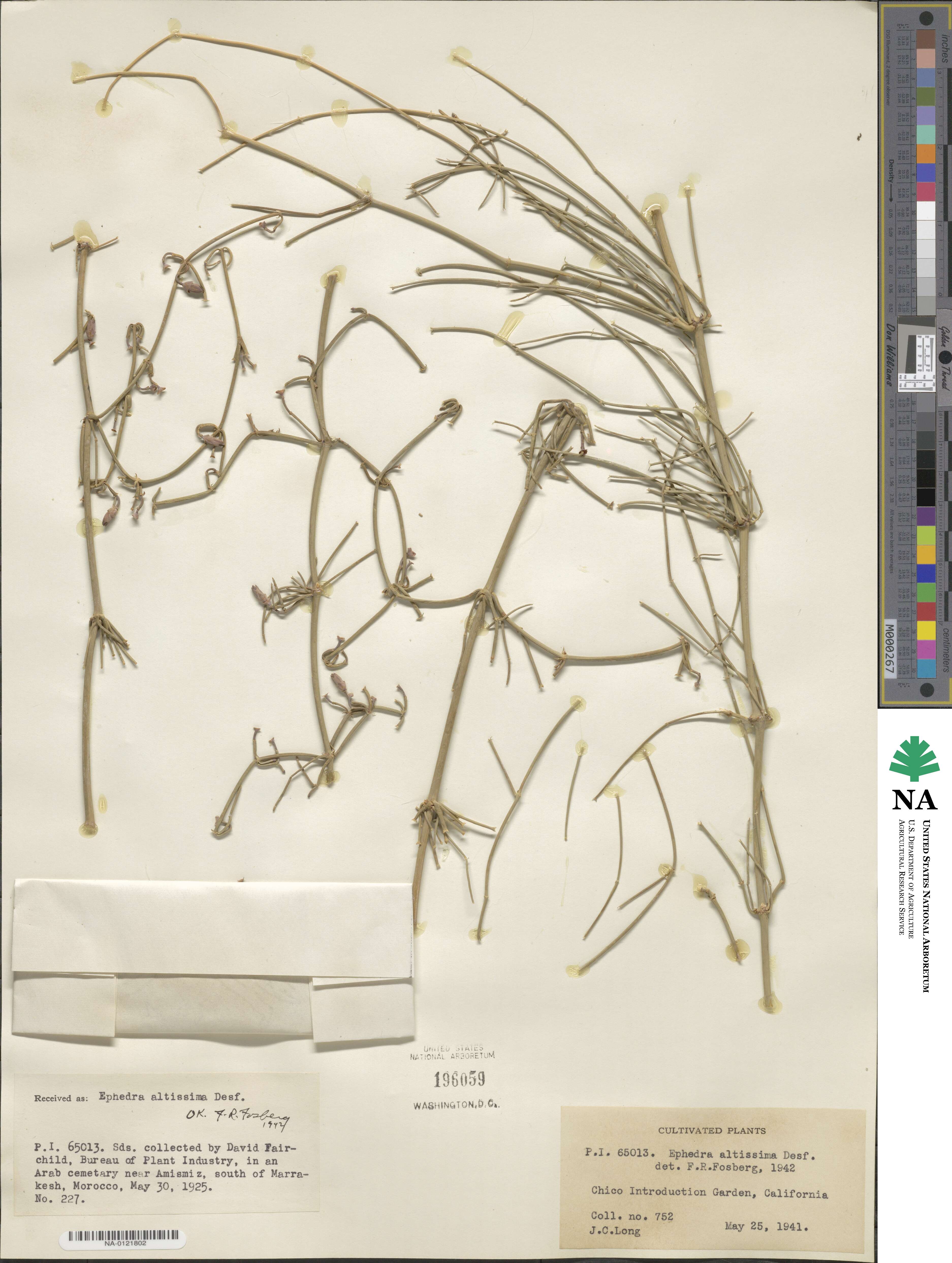 Ephedra altissima image