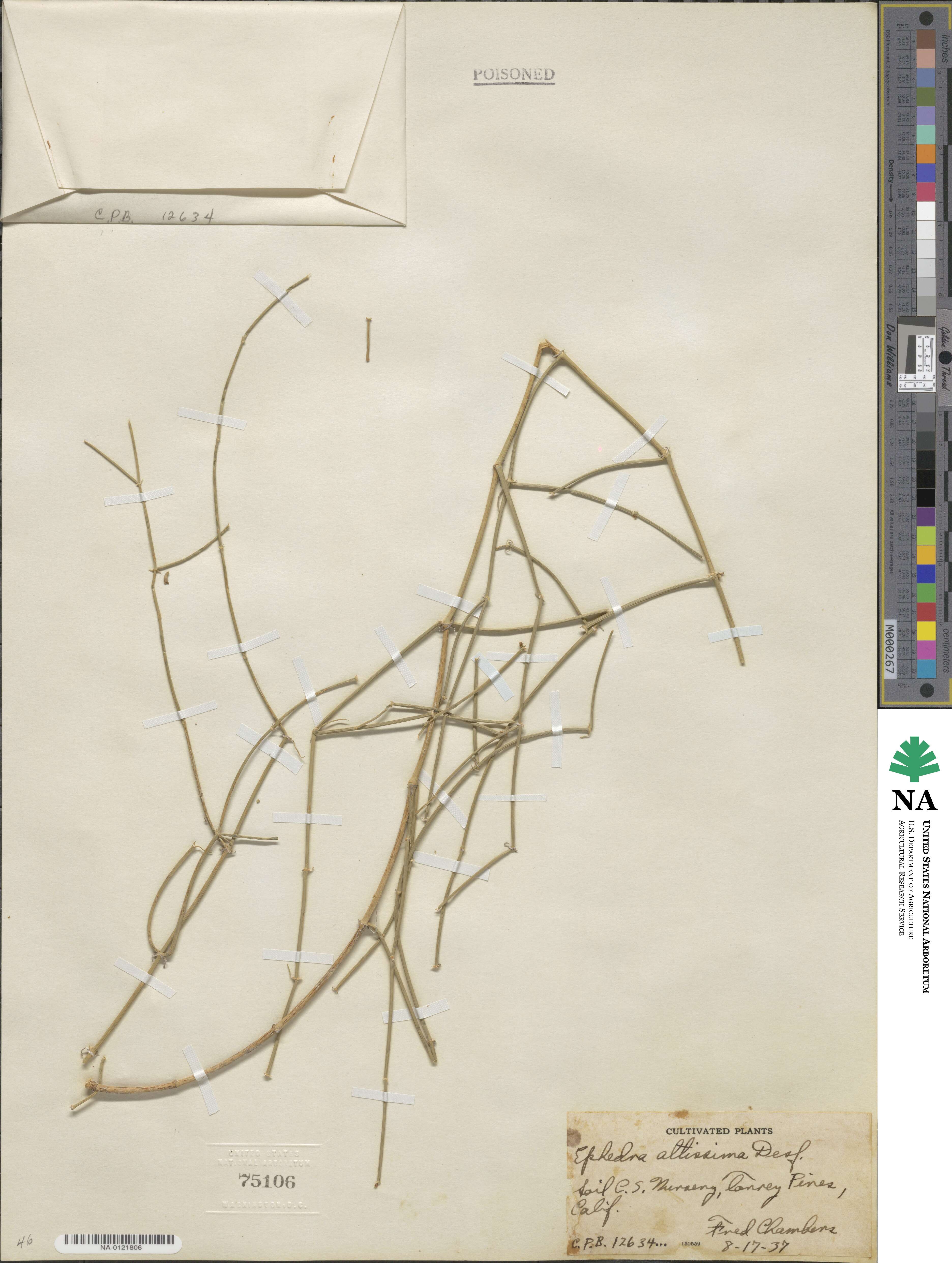 Ephedra altissima image