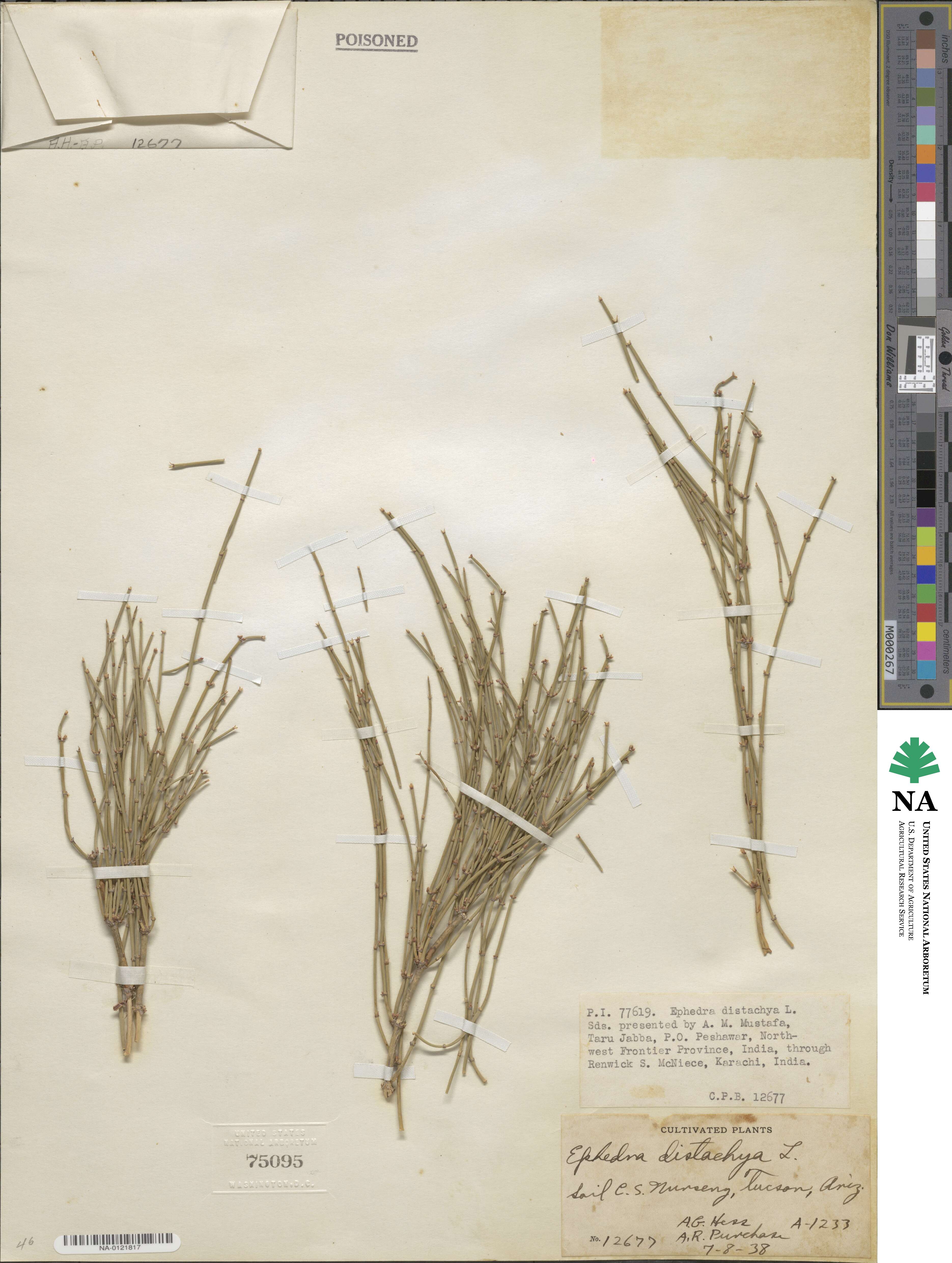 Ephedra distachya image