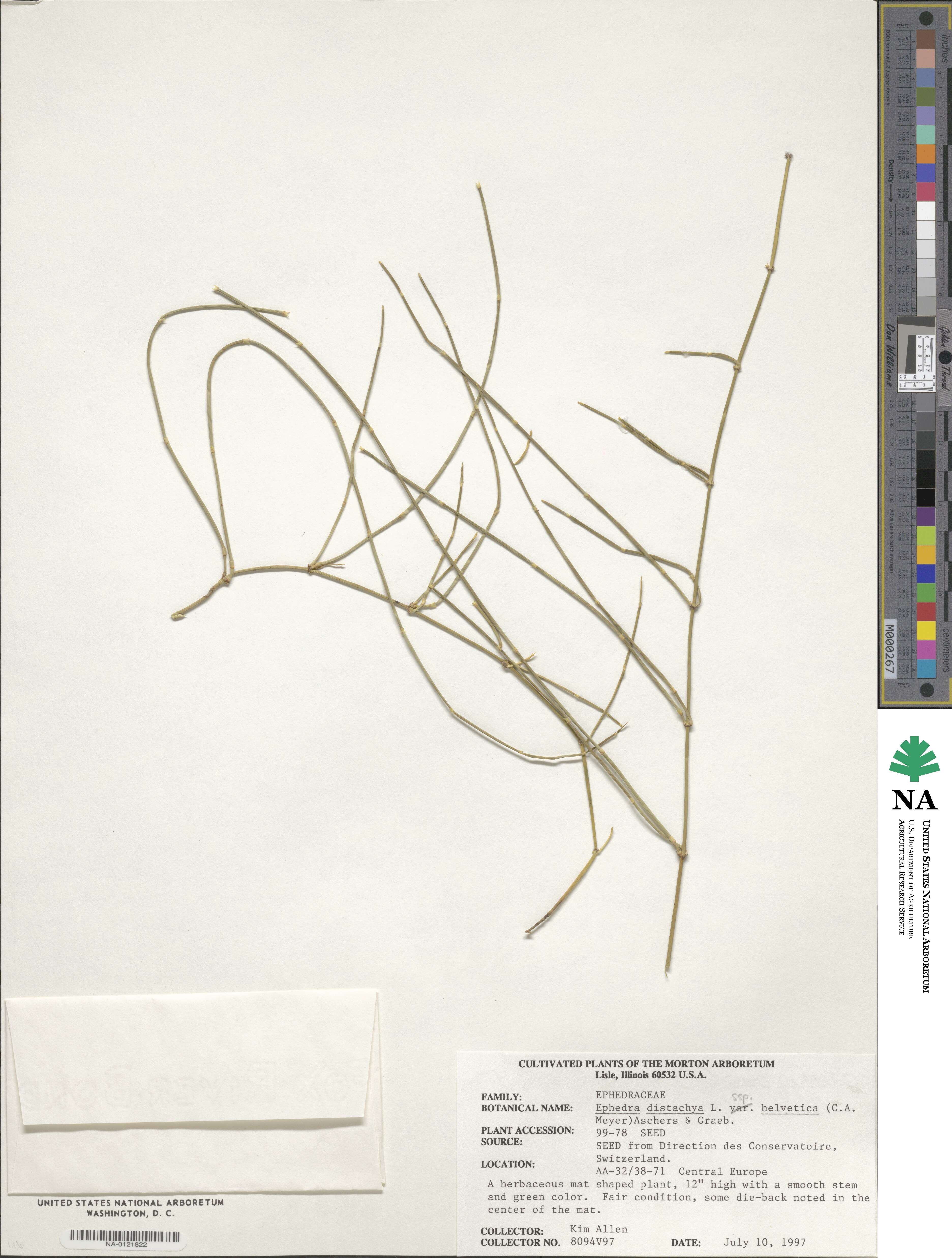 Ephedra distachya image