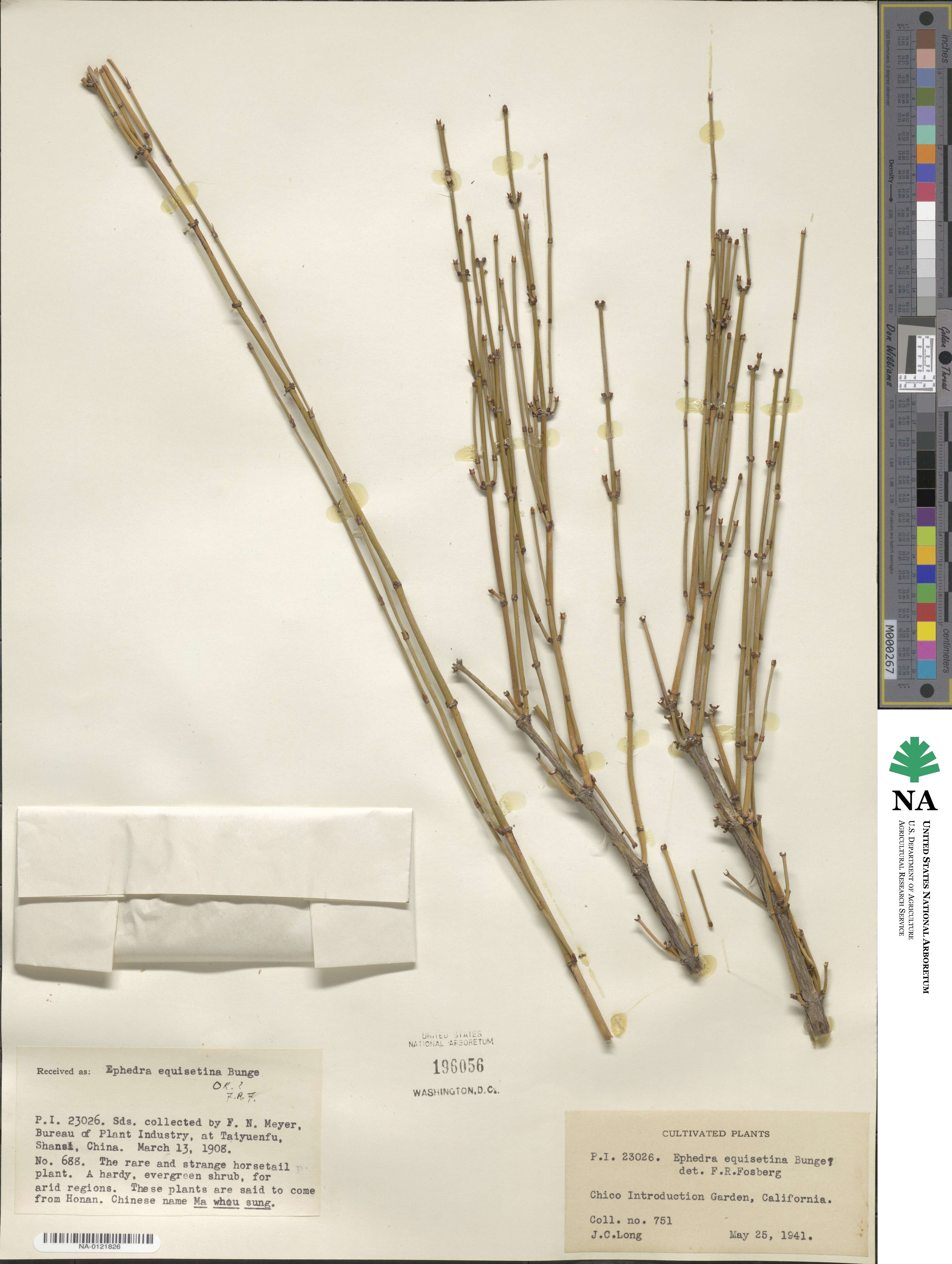 Ephedra equisetina image
