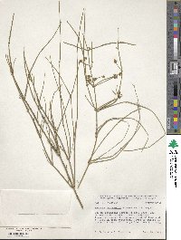 Ephedra intermedia image