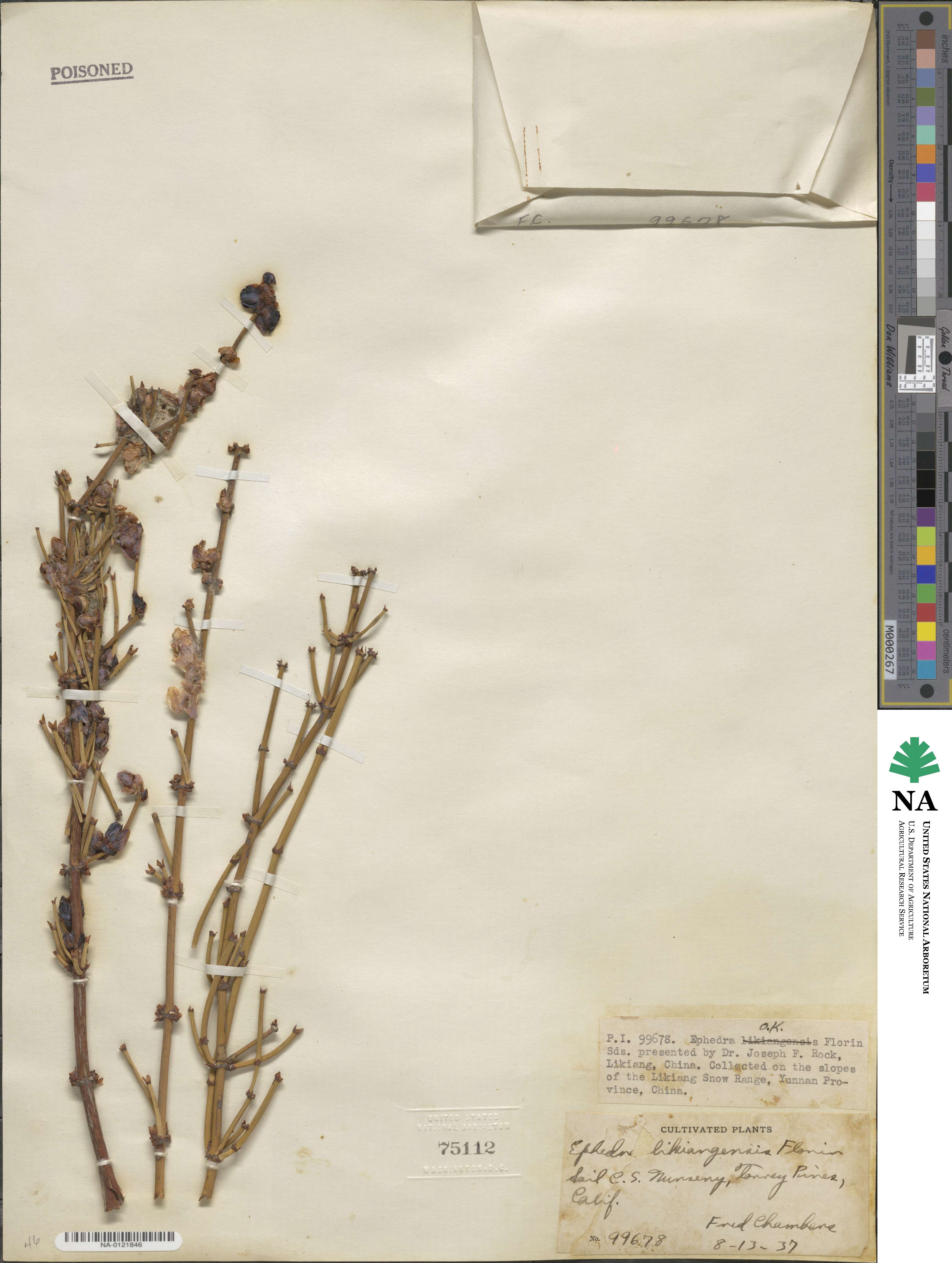 Ephedra likiangensis image