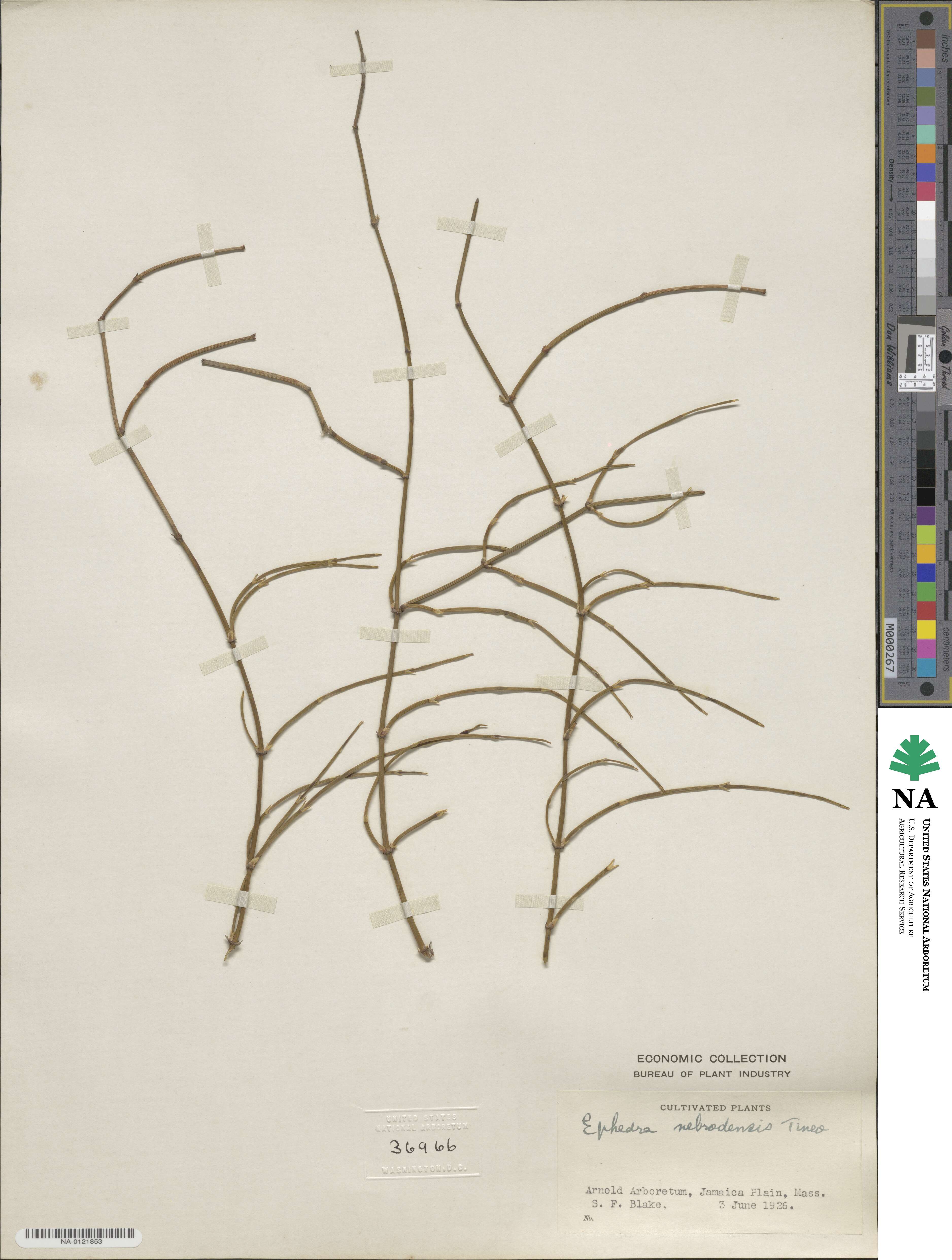 Ephedra foeminea image