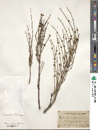 Ephedra nevadensis image