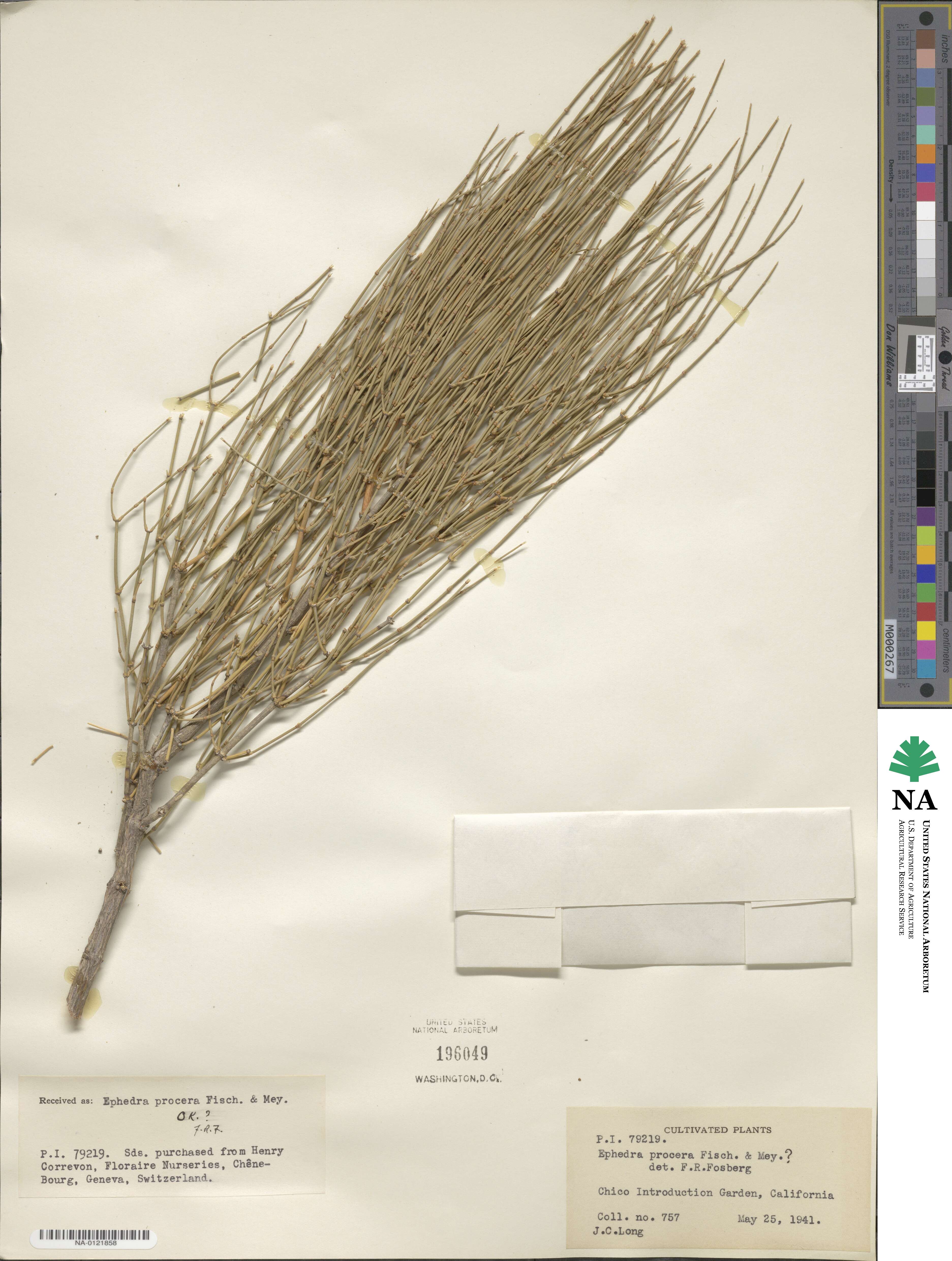 Ephedra procera image