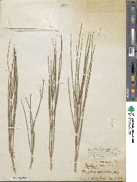 Ephedra procera image