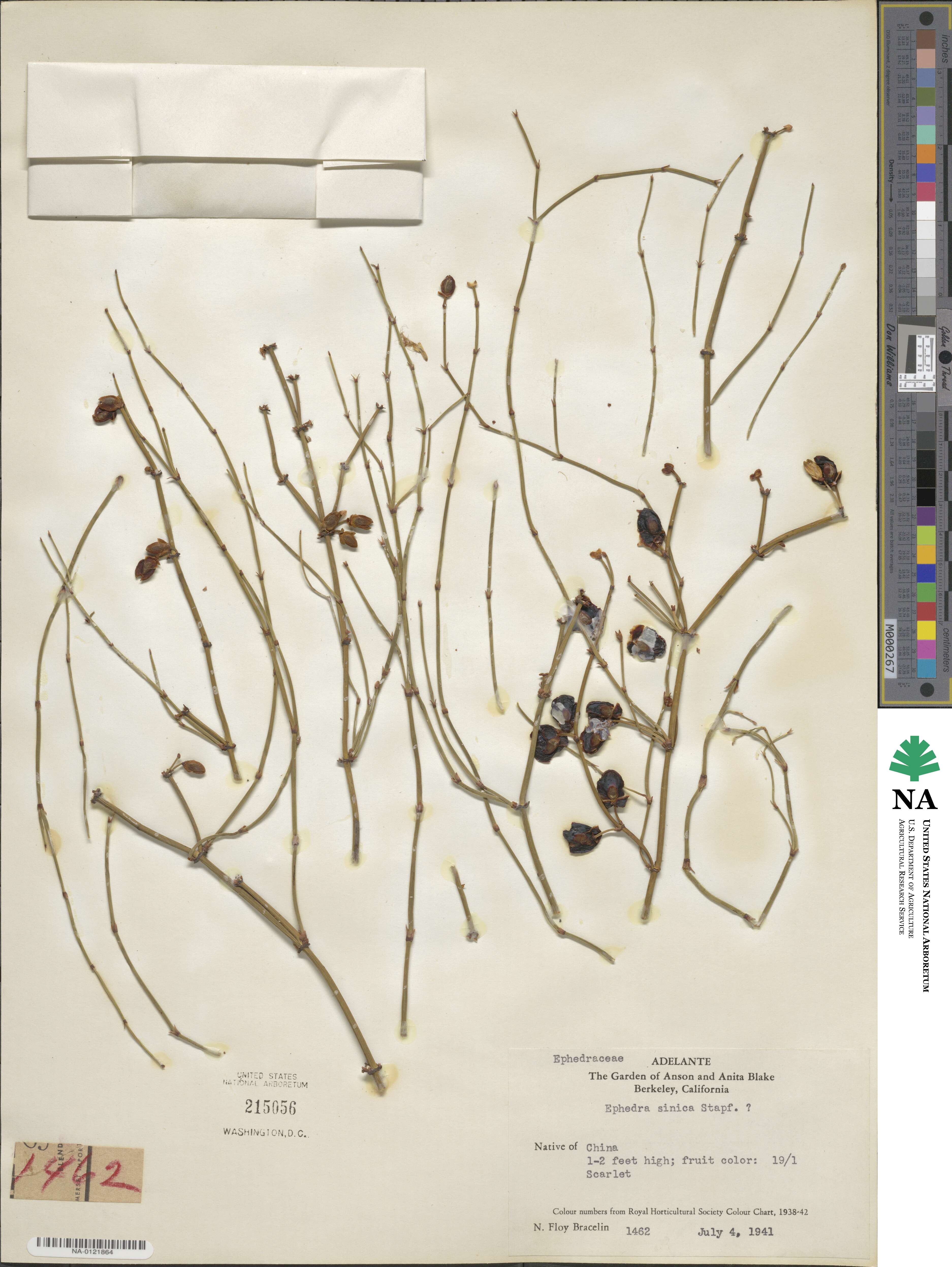 Ephedra sinica image