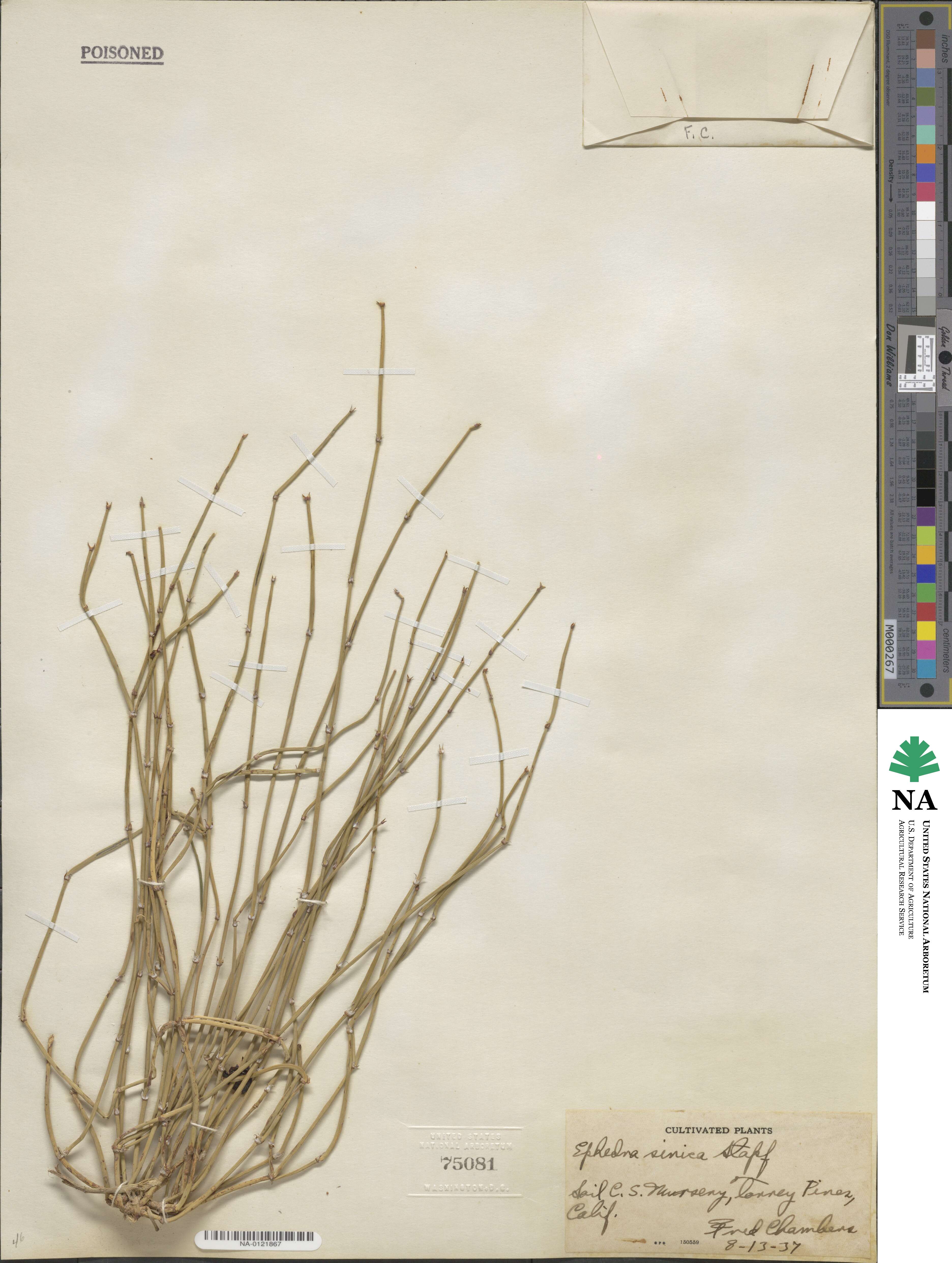 Ephedra sinica image