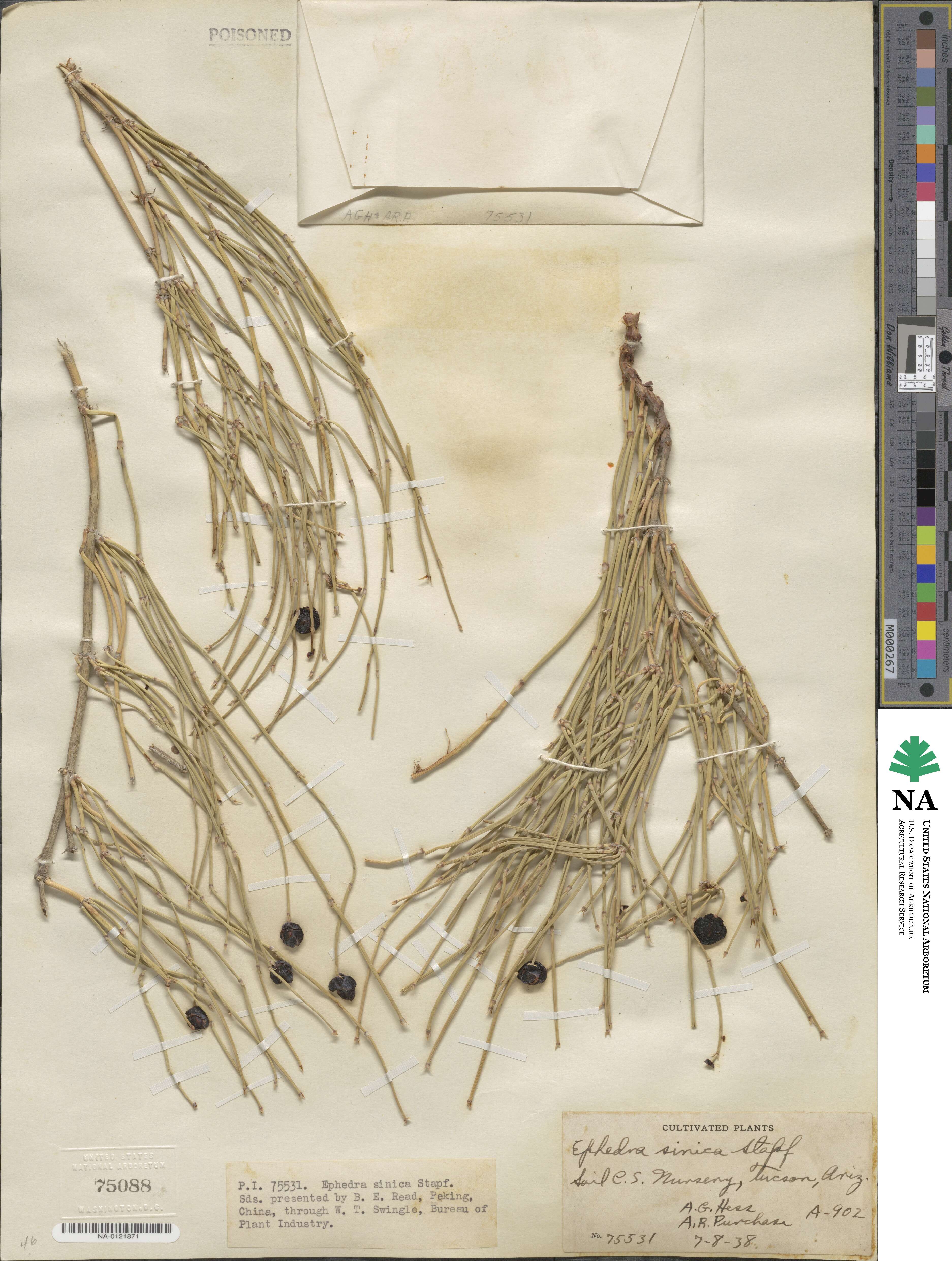 Ephedra sinica image