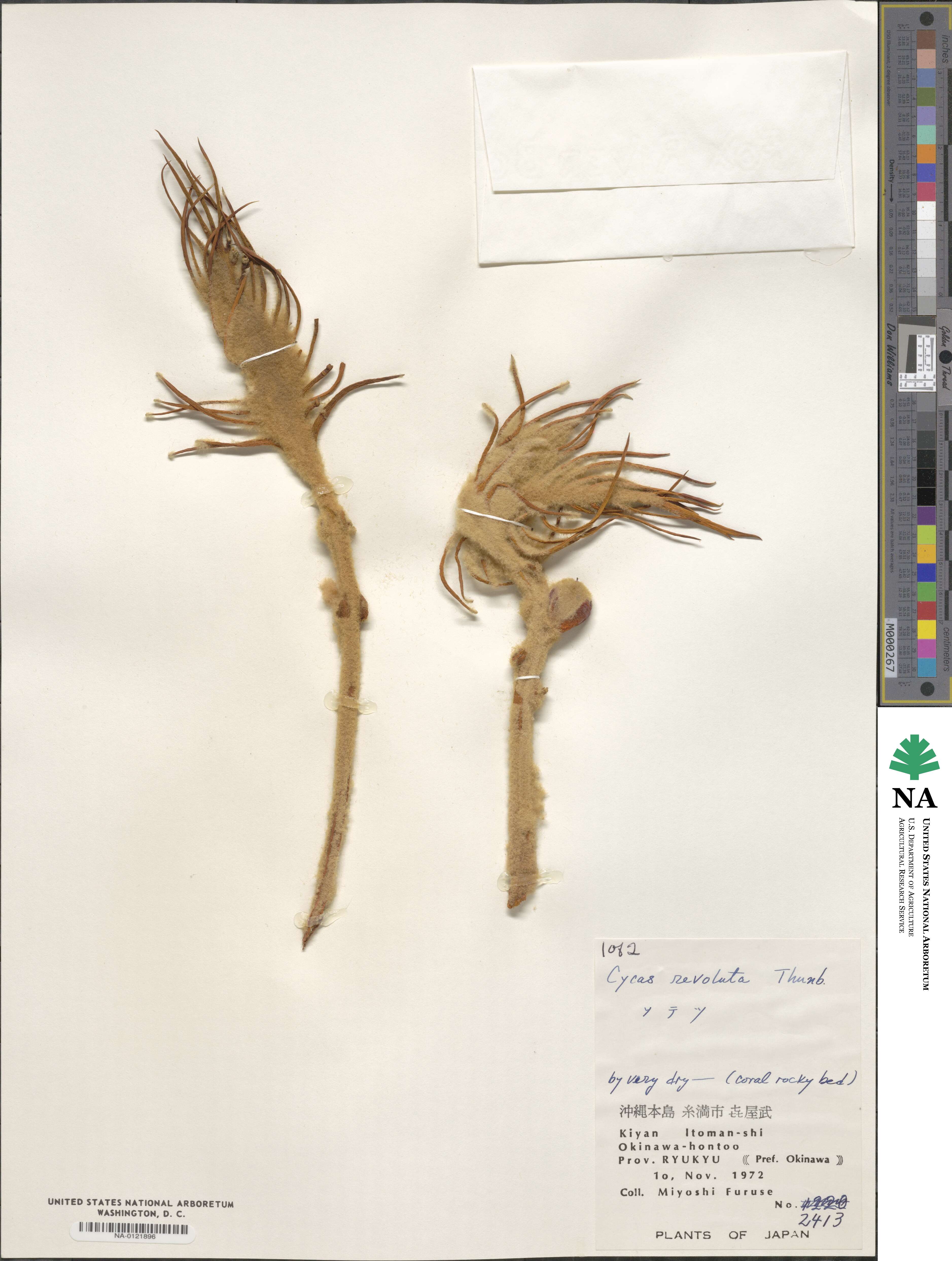 Cycadaceae image