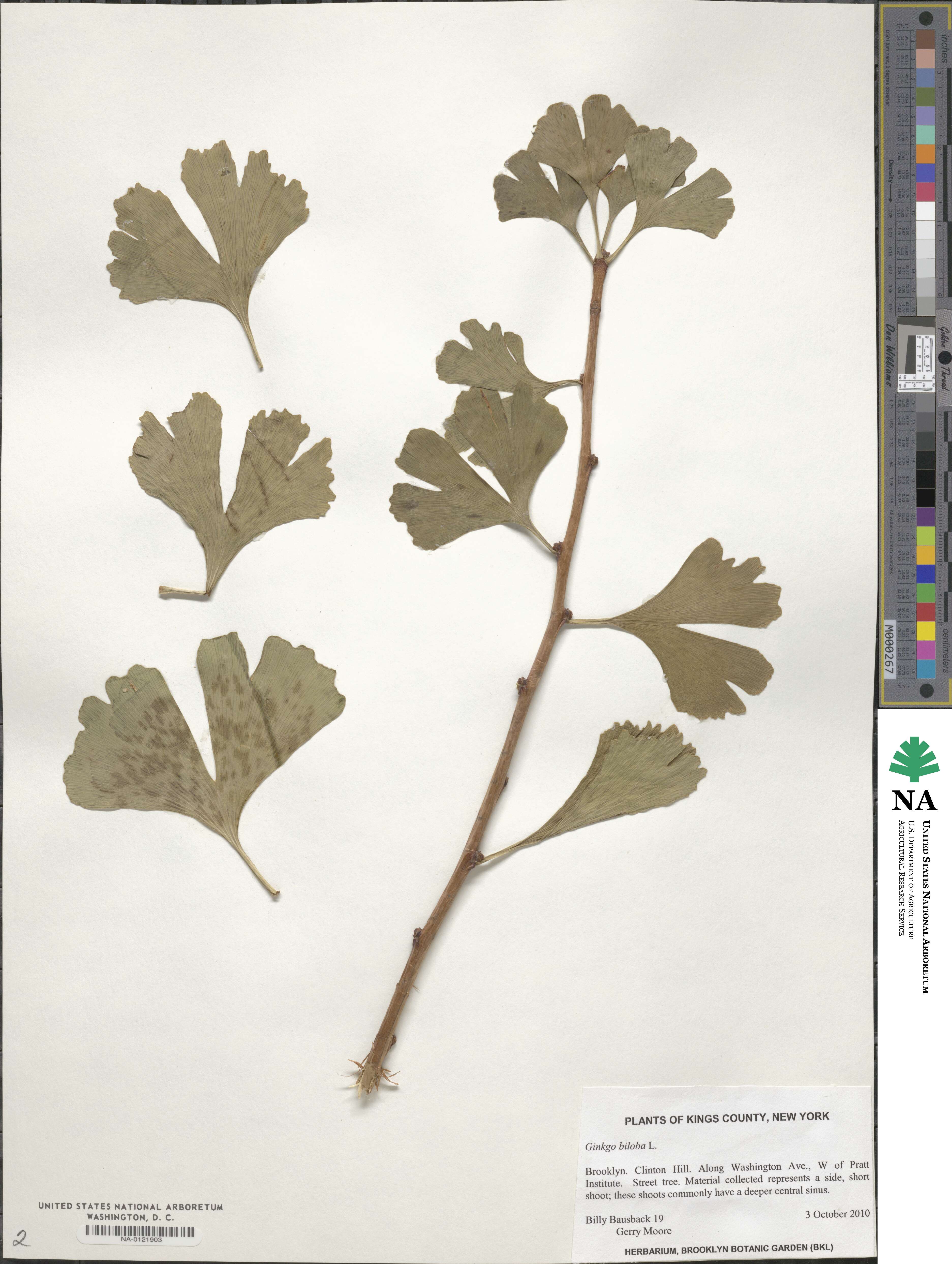 Ginkgo biloba image