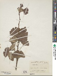 Ginkgo biloba image