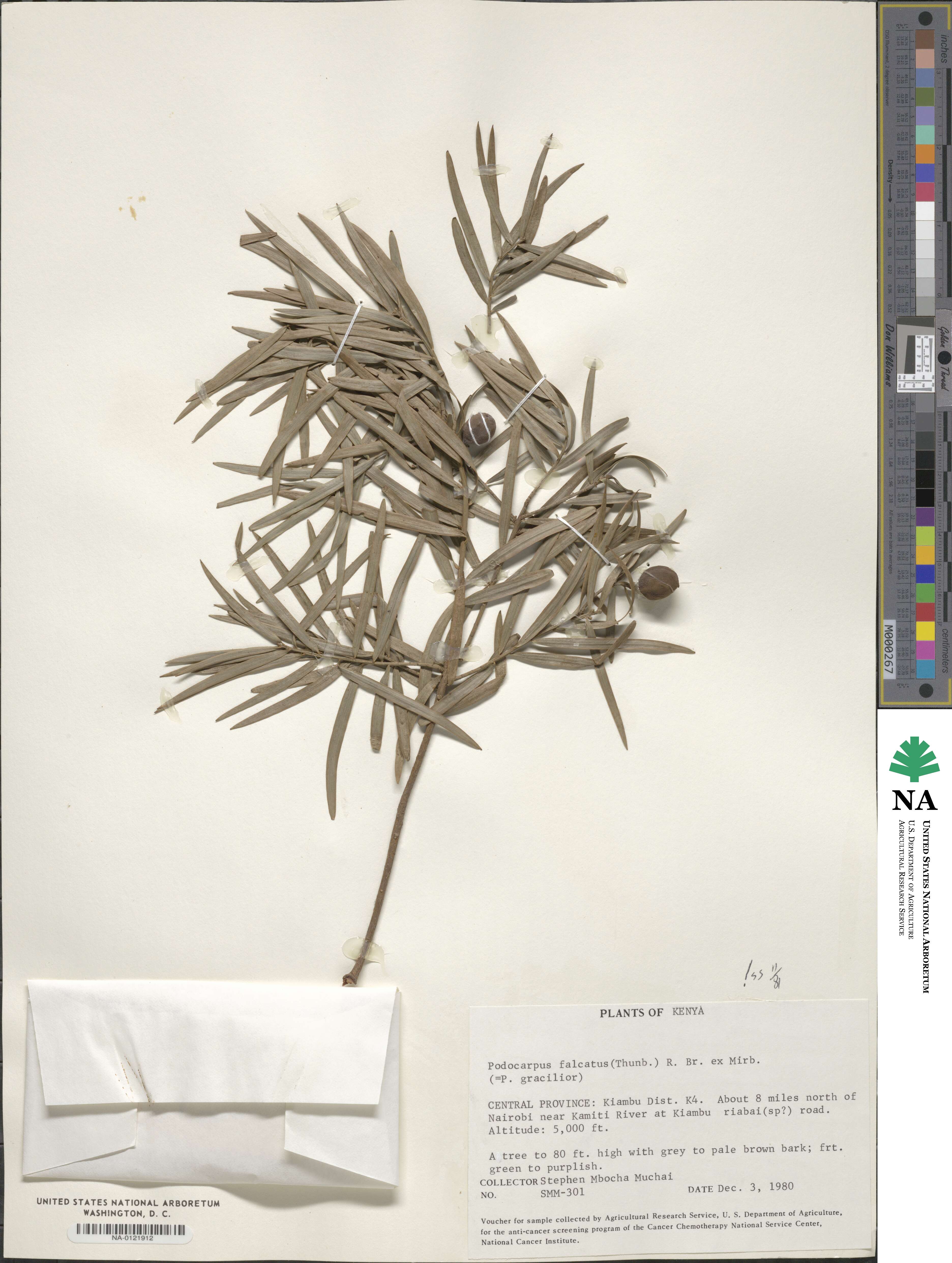 Afrocarpus falcatus image