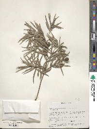 Afrocarpus falcatus image