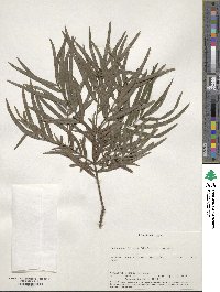 Afrocarpus falcatus image