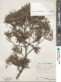 Afrocarpus falcatus image