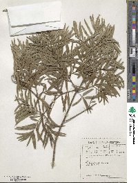 Afrocarpus falcatus image