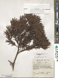 Afrocarpus falcatus image