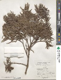 Afrocarpus gracilior image