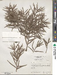 Afrocarpus gracilior image