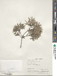 Afrocarpus falcatus image