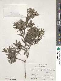 Afrocarpus falcatus image