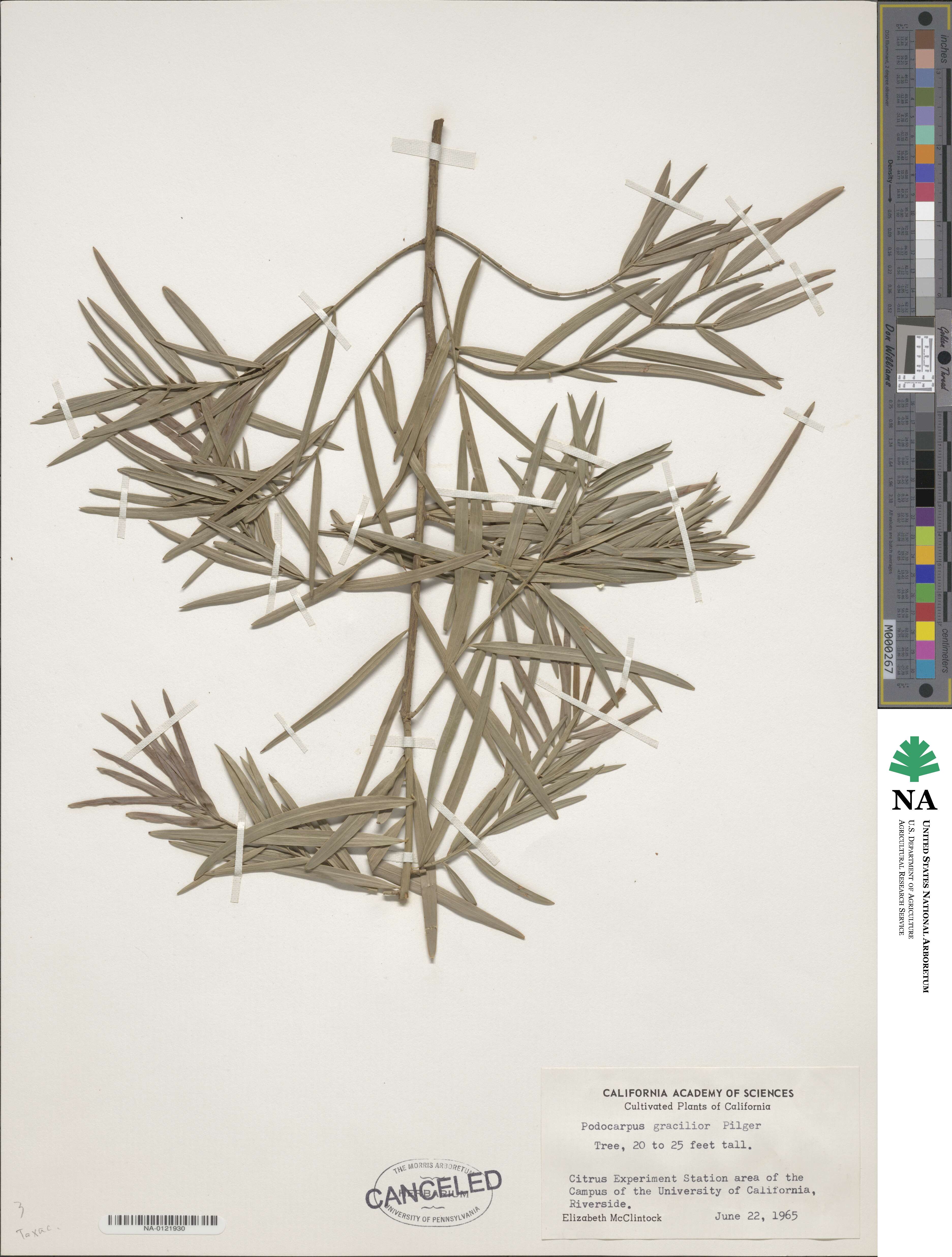Afrocarpus gracilior image