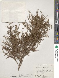 Dacrycarpus dacrydioides image