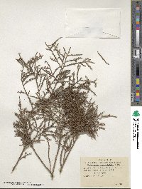 Dacrycarpus dacrydioides image