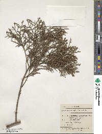 Dacrycarpus dacrydioides image