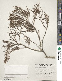 Dacrycarpus dacrydioides image