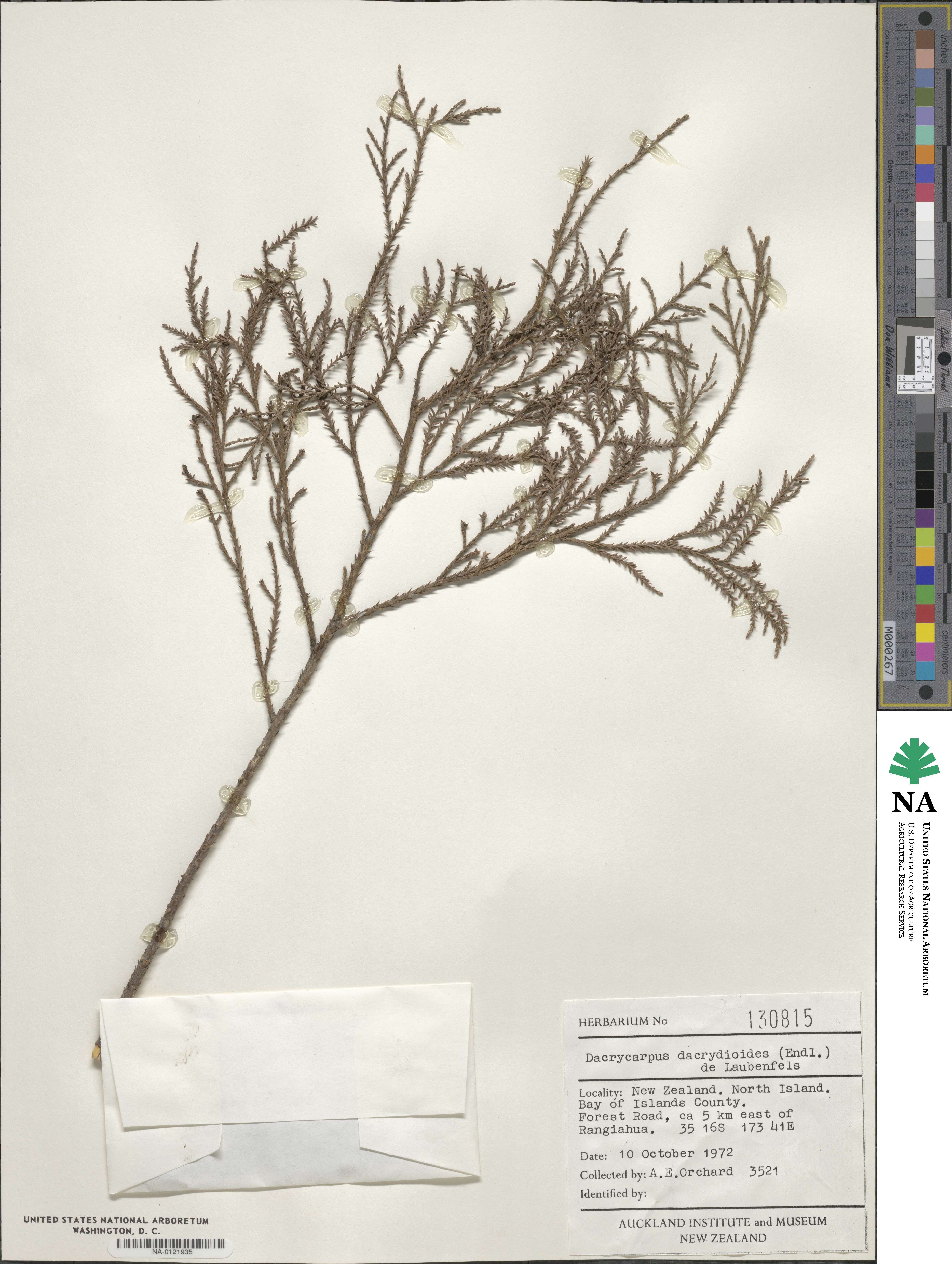 Dacrycarpus dacrydioides image