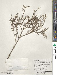 Dacrycarpus dacrydioides image