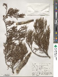 Dacrycarpus dacrydioides image