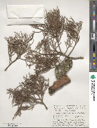 Dacrycarpus dacrydioides image