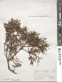 Dacrycarpus dacrydioides image