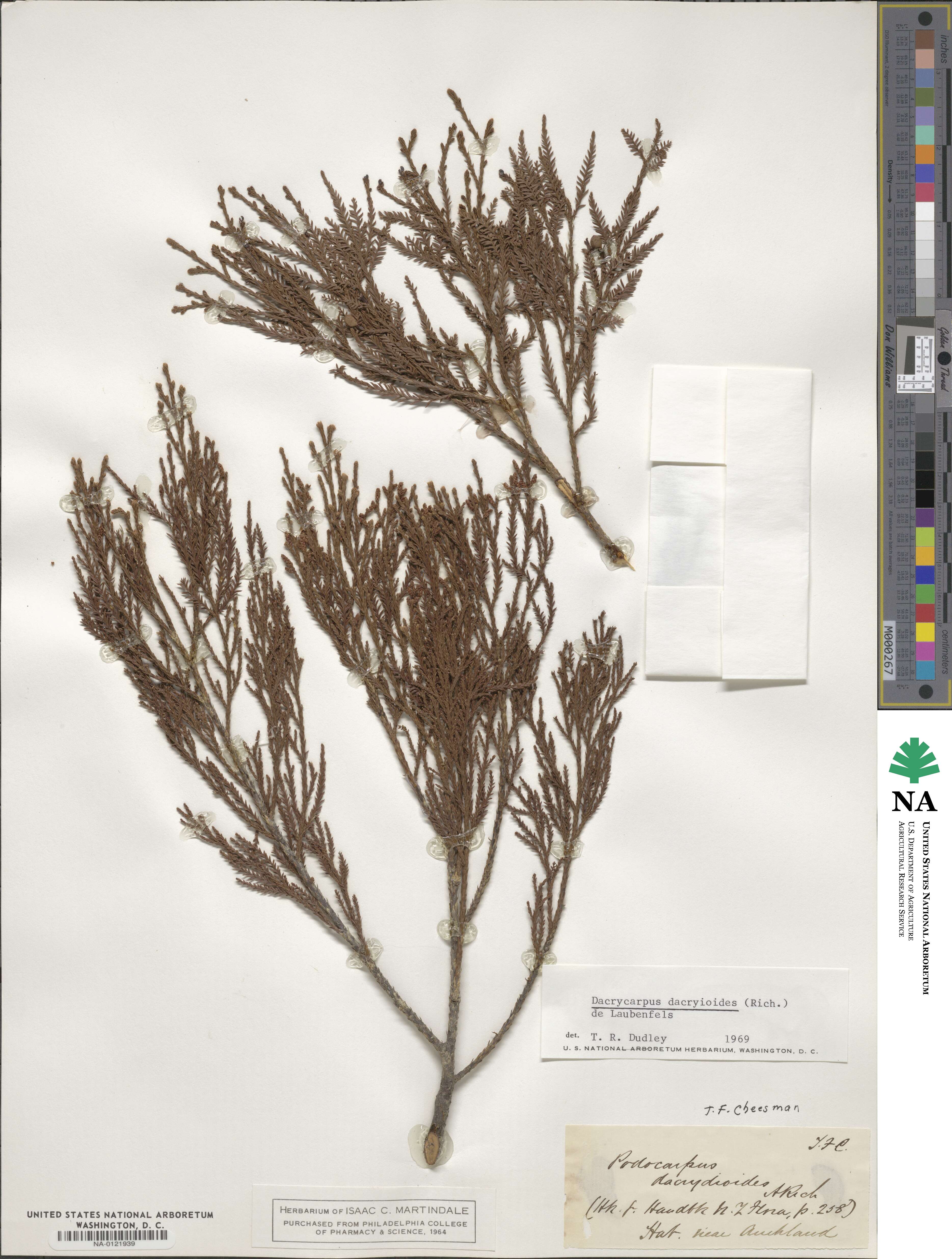 Dacrycarpus dacrydioides image