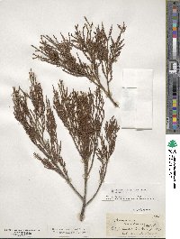 Dacrycarpus dacrydioides image