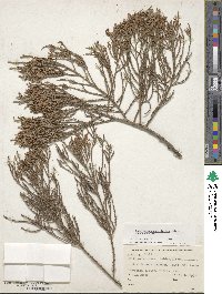 Dacrycarpus dacrydioides image