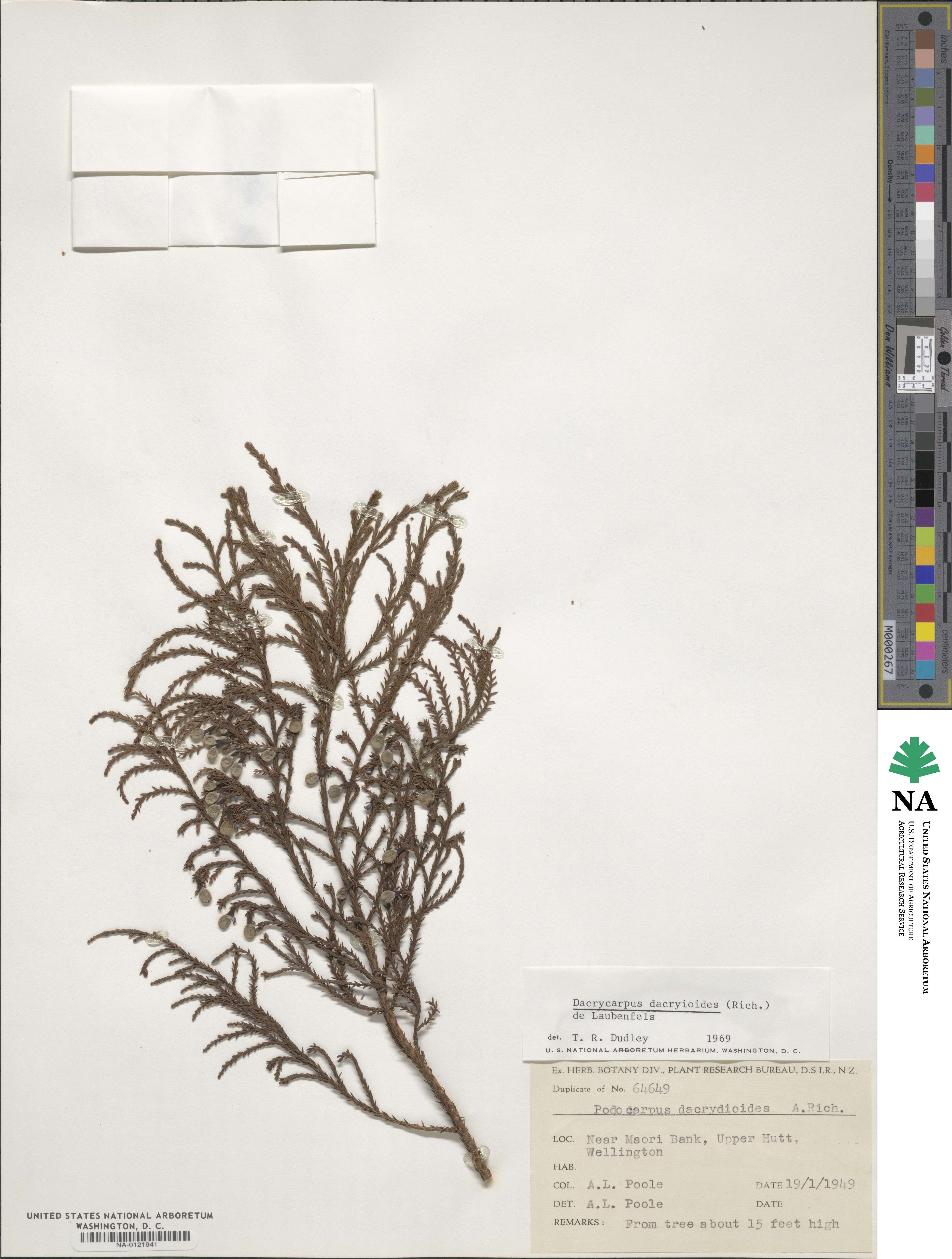 Dacrycarpus dacrydioides image